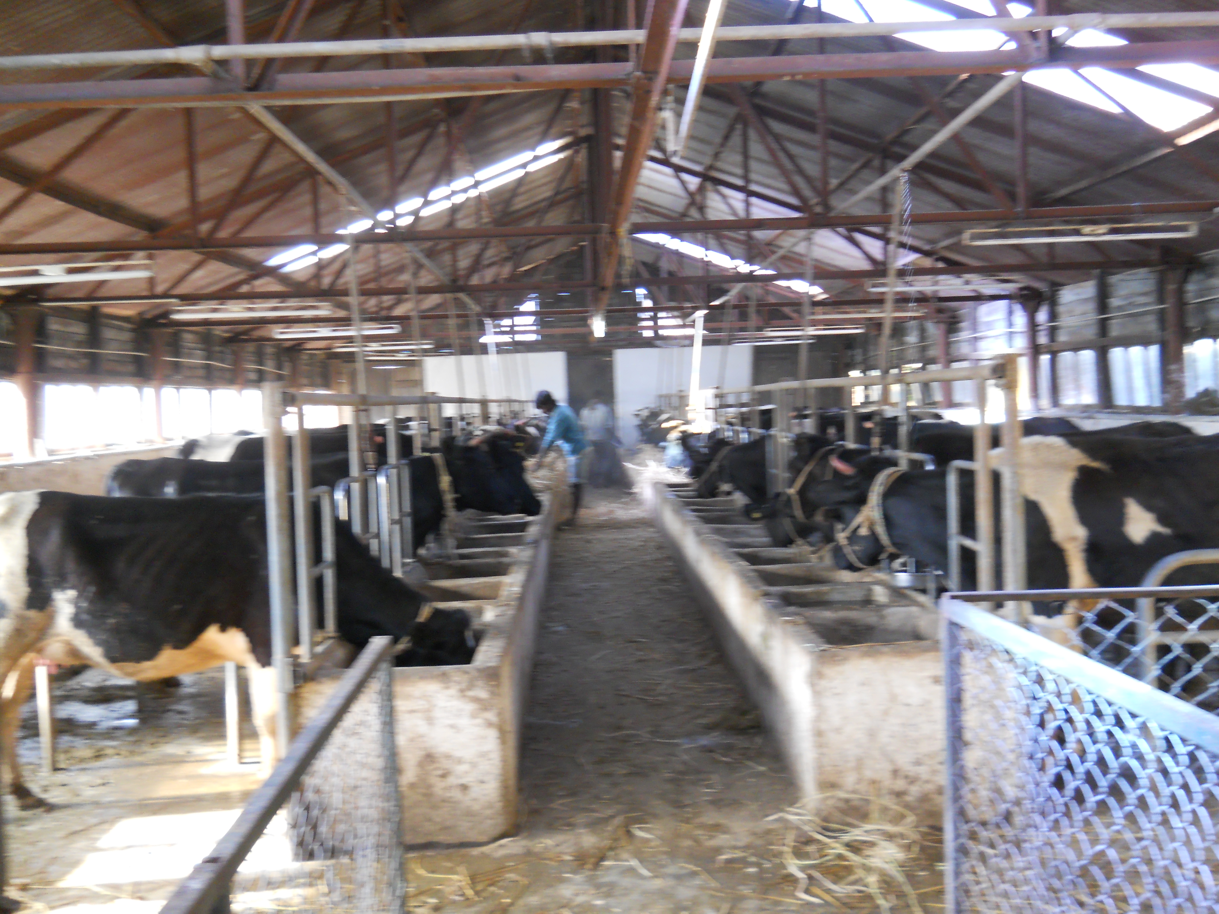 cow shed at the farm. They showed the milking machines too